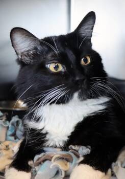 Domestic Medium Hair Cats Available for Adoption - Kel | PetCurious