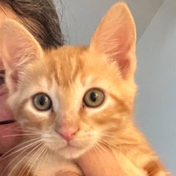 American Shorthair Cats Available for Adoption - Jacob | PetCurious