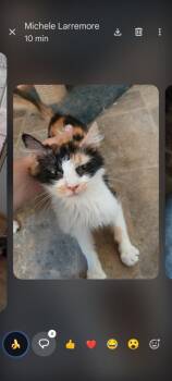 Kimber -  Domestic Short Hair Cat for Adoption in Thatcher, Arizona - Kimber | PetCurious