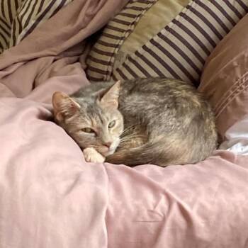 Fuzzle -  Domestic Short Hair Cat for Adoption in Philadelphia, Pennsylvania - Fuzzle | PetCurious