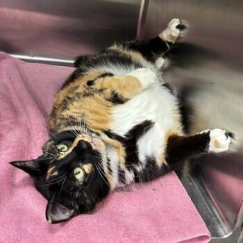 Sibby -  Domestic Short Hair Cat for Adoption in Wheaton, Illinois - Sibby | PetCurious