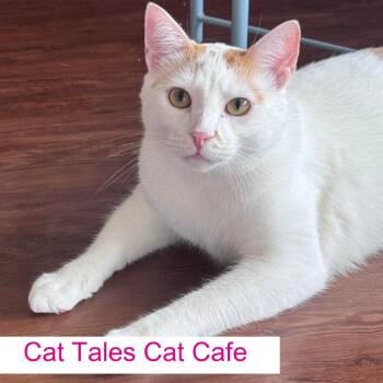 Cuddlebug -  Domestic Short Hair Cat for Adoption in Chapel Hill, North Carolina - Cuddlebug | PetCurious