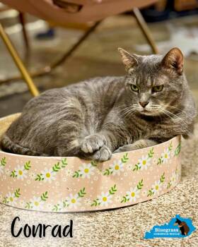 Rescue Domestic Short Hair Cats for Adoption in Louisville, Kentucky - Conrad | PetCurious