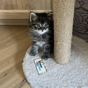 Domestic Short Hair Cats Available for Adoption in Austin, Texas - Eeyore 10 | PetCurious