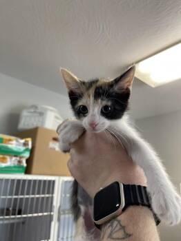 Domestic Short Hair Cats Available for Adoption in Bolivar, Missouri - Linguini | PetCurious