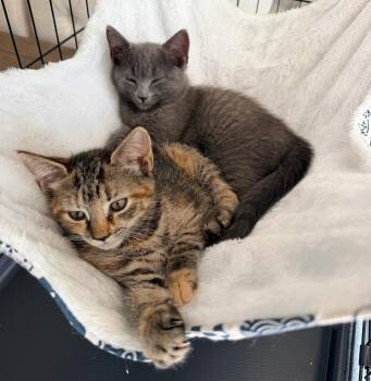 Thumbelina & Cornelius -  Tabby Cat for Adoption in Closter, New Jersey - Thumbelina & Cornelius | PetCurious
