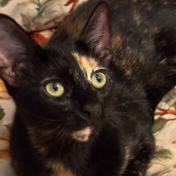 Rescue Domestic Short Hair Cats for Adoption in Kanab, Utah - Silk | PetCurious