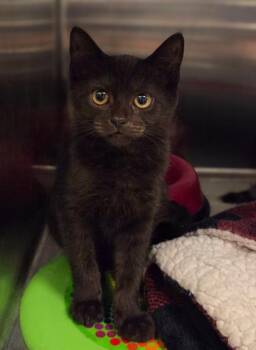 Keno -  Domestic Short Hair Cat for Adoption in Fresno, California - Keno | PetCurious