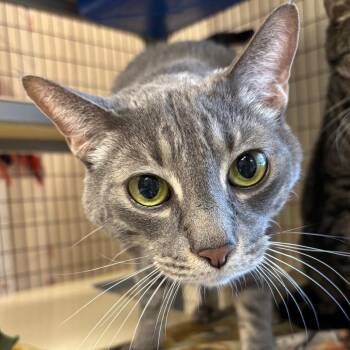 Gandalf -  Domestic Short Hair Cat for Adoption in Medford, Oregon - Gandalf | PetCurious
