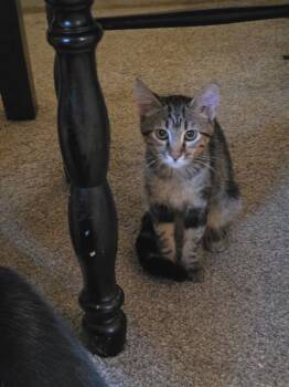 Enola -  Domestic Short Hair Cat for Adoption in Pocatello, Idaho - Enola | PetCurious