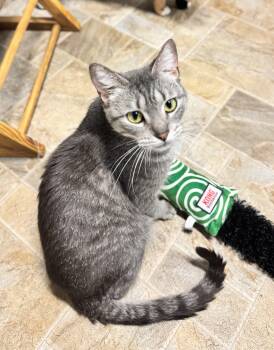 Domestic Short Hair Cats Available for Adoption in Mineral Point, Wisconsin - Pixie | PetCurious