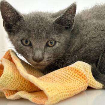 Domestic Short Hair Cats Available for Adoption in Columbus, Georgia - 05/04/2026-Stray-10thStreet | PetCurious