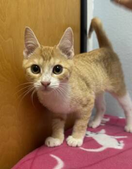 Rescue Tabby and Siamese Cats for Adoption in Austin, Texas - Rodeo | PetCurious