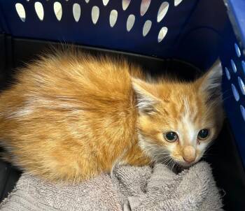 Domestic Short Hair Cats Available for Adoption in Portland, Indiana - Cayenne | PetCurious