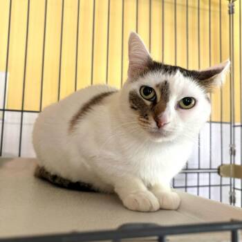 Domestic Short Hair Cats Available for Adoption in Carencro, Louisiana - Dairy Queen | PetCurious