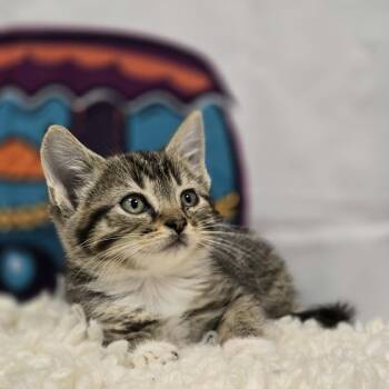 Rainier -  Domestic Short Hair Cat for Adoption in Effingham, Illinois - Rainier | PetCurious