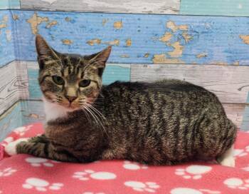 Rescue Domestic Short Hair Cats for Adoption in Washington Court House, Ohio - Gingerbread | PetCurious