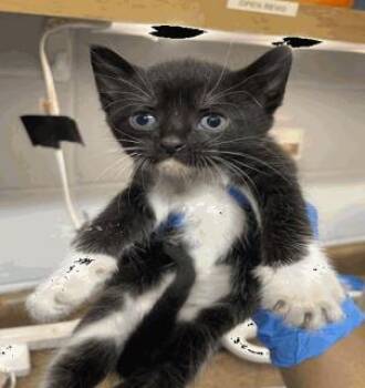 Dollop -  Domestic Short Hair Cat for Adoption in Largo, Florida - Dollop | PetCurious