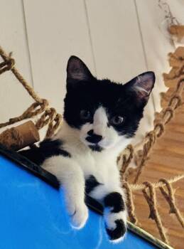 Rescue Domestic Short Hair Cats for Adoption in Ottawa, Ontario - Pinot | PetCurious