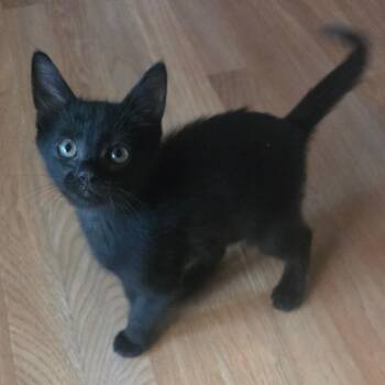 Juice -  Domestic Short Hair Cat for Adoption in Belfair, Washington - Juice | PetCurious