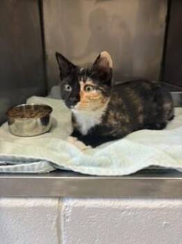 Tori -  Domestic Short Hair Cat for Adoption in Providence Forge, Virginia - Tori | PetCurious
