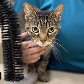 Rescue Domestic Short Hair Cats for Adoption in Prince Frederick, Maryland - Cassandra | PetCurious