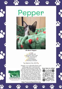 Pepper -  Domestic Short Hair Cat for Adoption in Pittsboro, North Carolina - Pepper | PetCurious