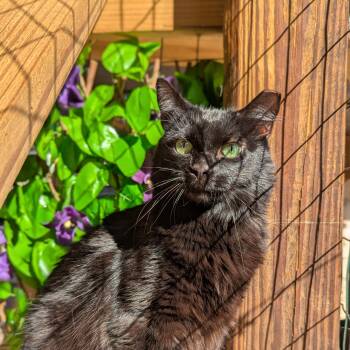 Ziggy (Silky Floof) -  Domestic Long Hair Cat for Adoption in Tucker, Georgia - Ziggy (Silky Floof) | PetCurious