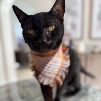 Domestic Short Hair Cats Available for Adoption in South Miami, Florida - Martina | PetCurious