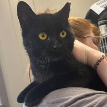 Gorlock -  Domestic Short Hair Cat for Adoption in Wilmington, Delaware - Gorlock | PetCurious