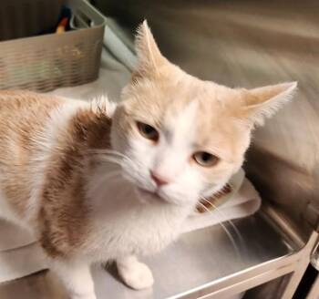 HONEY -  Domestic Short Hair Cat for Adoption in Pueblo, Colorado - HONEY | PetCurious