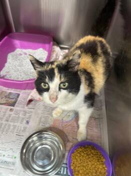 Domestic Short Hair Cats Available for Adoption in Bryan, Ohio - Dahlia | PetCurious