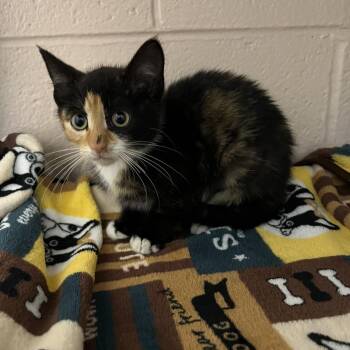 Savannah -  Domestic Short Hair Cat for Adoption in Owosso, Michigan - Savannah | PetCurious