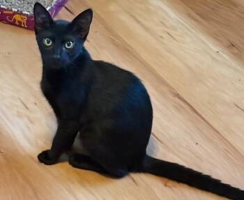 Rescue Domestic Short Hair Cats for Adoption in Camarillo, California - Mars | PetCurious