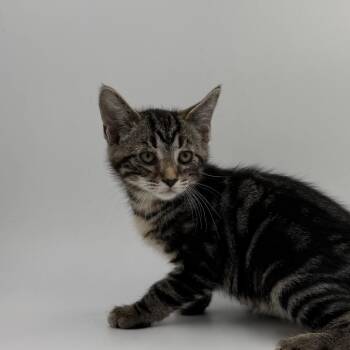 Brolly -  Domestic Short Hair Cat for Adoption in State College, Pennsylvania - Brolly | PetCurious