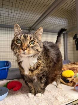 Domestic Short Hair Cats Available for Adoption in Lovingston, Virginia - Cherub | PetCurious