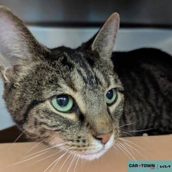 Rescue Domestic Short Hair Cats for Adoption in Lexington, Kentucky - Betty | PetCurious