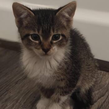August -  Domestic Short Hair Cat for Adoption in Winston-salem, North Carolina - August | PetCurious