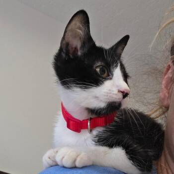 Bramble C12069 -  Domestic Short Hair Cat for Adoption - Bramble C12069 | PetCurious