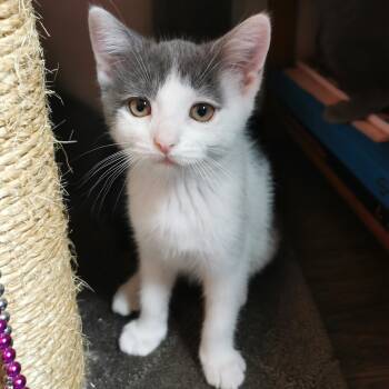 Rescue Domestic Short Hair Cats for Adoption in Hamilton, Ontario - Piglet | PetCurious