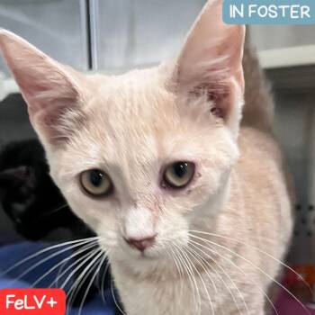 Rescue Domestic Short Hair Cats for Adoption in Denver, Colorado - Niki Cheyenne | PetCurious