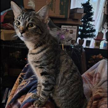 Sebastian -  Domestic Short Hair Cat for Adoption in Maryville, Tennessee - Sebastian | PetCurious
