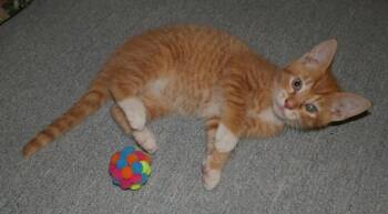 Rescue Domestic Short Hair Cats for Adoption in West Lawn, Pennsylvania - Starburst | PetCurious