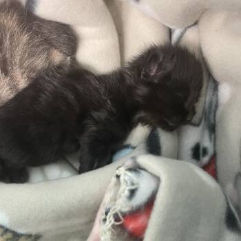 Domestic Short Hair Cats Available for Adoption - Tofu | PetCurious