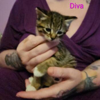Diva ARC26 - 147 -  Domestic Short Hair Cat Available for Adoption in Akron, New York - Diva ARC26 - 147 | PetCurious