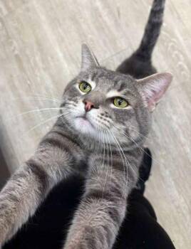 Domestic Short Hair Cats Available for Adoption - Draco | PetCurious