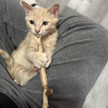 Muffin Man *Ringworm* -  Domestic Short Hair Cat for Adoption in Philadelphia, Pennsylvania - Muffin Man *Ringworm* | PetCurious