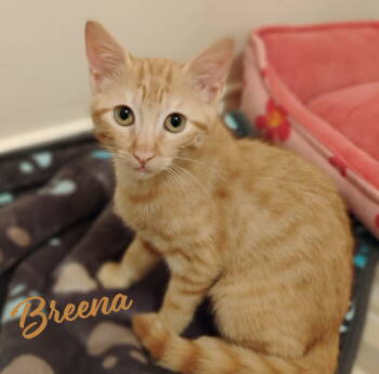 Rescue Tabby and Domestic Short Hair Cats for Adoption in Houston, Texas - Breena #little-girl-big-opera-voice | PetCurious