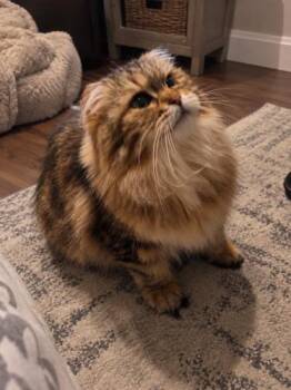Honey -  Scottish Fold Cat for Adoption in Melrose, Massachusetts - Honey | PetCurious