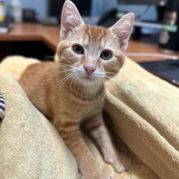 Frankie Boy -  Domestic Short Hair Cat for Adoption in Honolulu, Hawaii - Frankie Boy | PetCurious